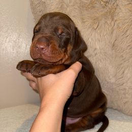 Buckwheat - Red and rust male Doberman Pinscher puppy in Wirtz, Virginia from Ludic Kennels