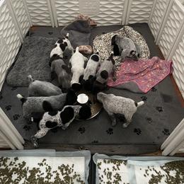 German Shorthaired Pointer Puppies from Morrison Gun dogs