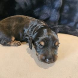 Dachshund Puppies from The Rooted Place