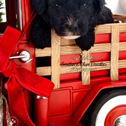 Goldendoodle Puppies from Southern Olive Doodles 🫒