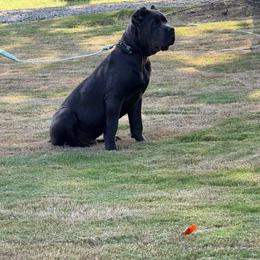 Cane Corso Puppies from Venom Cane Corsos