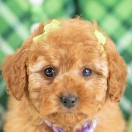 Cassidy - Red female Cavapoo puppy in Erda, Utah from Country Lane Doodles