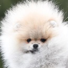 Pomeranians from Raveno Poms