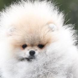 Pomeranians from Raveno Poms