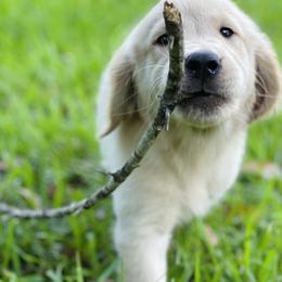 Golden Retriever Puppies from All shades Golden