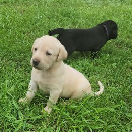 Labrador Retrievers from Huebbe's Labradors