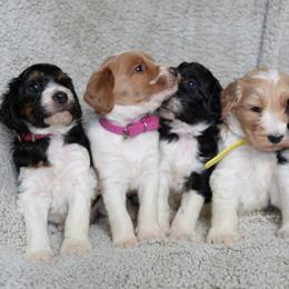 Labradoodle and Poodle Puppies from Caris Paws Poodles and Labradoodles