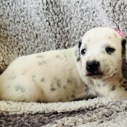 Girl 1 - White and black female Dalmatian puppy in Westhoff, Texas from Smart Dalmatians