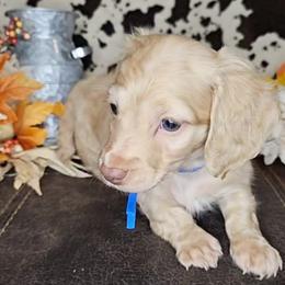 Dachshund Puppies from Buckwild Doxies