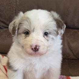 AKC CH Sired Red Merle Boy 1 - Red merle male Border Collie puppy in Newalla, Oklahoma from Roughstock Border Collies and Dachshunds