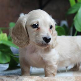Blaze - Cream male Dachshund puppy in Midland, Texas from The Barefield Doxies
