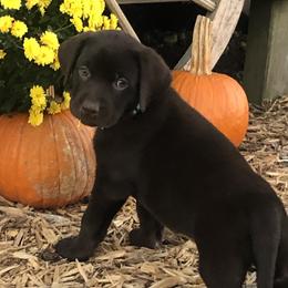 Dilute Retriever and Labrador Retriever Puppies from CKB Labradors