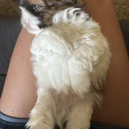 Shih Tzu Puppies from Puddle Jumpers Shih Tzus