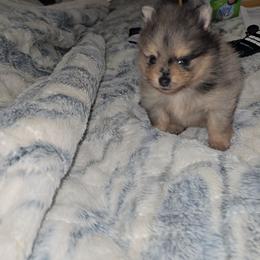 Steve - Blue merle male Pomeranian puppy in Angleton, Texas from Pomeranian Palace, LLC