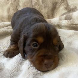 Mocha - Chocolate and tan male Dachshund puppy in Trenton, Florida from Tweenie Weenie Dachshunds