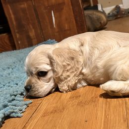 Pumpkin puppy1 - Buff male Cocker Spaniel puppy in Kingman, Arizona from Amore’s Cockers