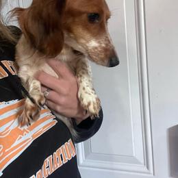 Hershey - Dachshund