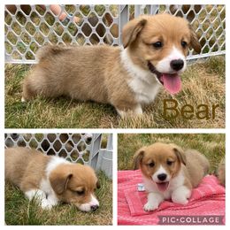 Pembroke Welsh Corgi Puppies from Morgan Corgis