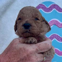 Yellow (Tully) - Red  male Goldendoodle puppy in Indian Trail, North Carolina from Castleberry Doodles and Poodles