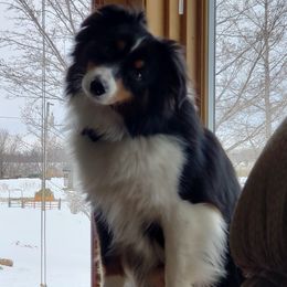 Bo - Miniature American Shepherd