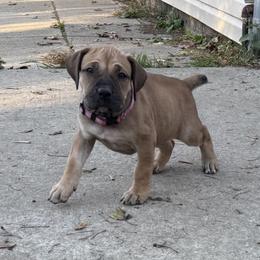 Boerboel Puppies from BoHo Boerboels