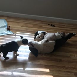 Boston Terrier Puppies from Berry Hill Boston Terriers