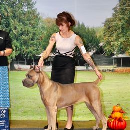 Lola - Cane Corso