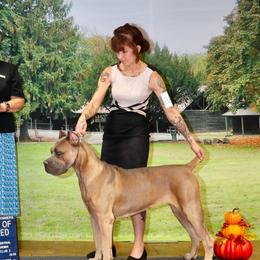 Lola - Cane Corso