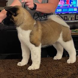 Akita Puppies from SunDevil Akitas