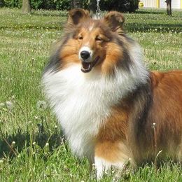 Shetland Sheepdogs from Starlight Shelties