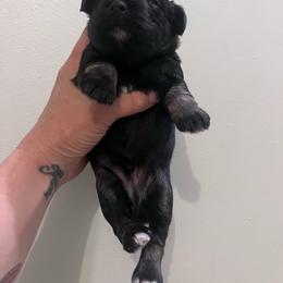 Trevor - Black and silver male Miniature Schnauzer puppy in Mount Airy, North Carolina from Round Peak Schnauzers