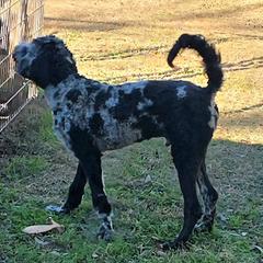 Finn - Merle male Irish Doodle puppy in Bonifay, Florida from Heavenly Poodles
