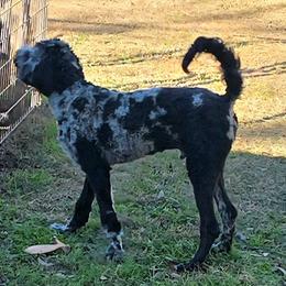 Finn - Merle male Irish Doodle puppy in Bonifay, Florida from Heavenly Poodles