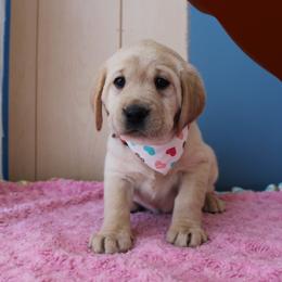 Doberman Pinscher and Labrador Retriever Puppies from GFDutton Retrievers & Dalla Grazia Dobermans