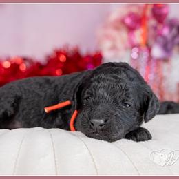 Moose - Black male Cockapoo puppy in Connersville, Indiana from Deaz Doodle Ranch