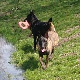 Belgian Malinois from K9 Opportunities Unlimited