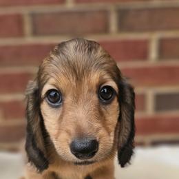 Rolo- CKC - Red male Dachshund puppy in Loganville, Georgia from Royal Dackel Haus