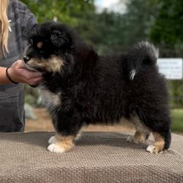 Blue Boy - Blue male Finnish Lapphund puppy in Redding, California from AlpenGlō Kennels