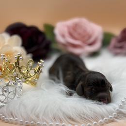 Dachshund Puppies from 208 Dox Dynasty