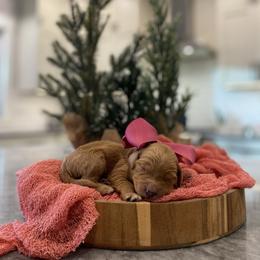 Nala- Pink Collar - Apricot female Goldendoodle puppy in Arlington, Washington from Anderson Goldendoodles
