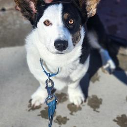 Cardigan Welsh Corgi All Grown Up from BELieve Cardigan Welsh Corgis