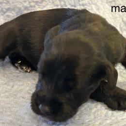 Male 1 - Black male Miniature Schnauzer puppy in Granville, Ohio from Shull Mini Schnauzers