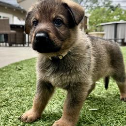 Pistol - Sable male German Shepherd puppy in Sonora, California from Elite Haus K9