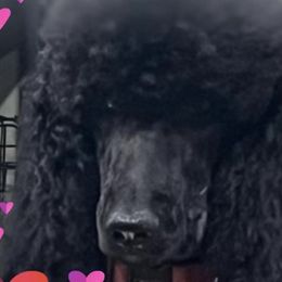 Poodles from Caniche Palace