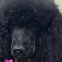 Poodles from Caniche Palace