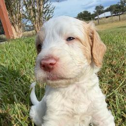 Meet panda boy red parti - Parti male Double Doodle puppy in Yoakum, Texas from The Scott’s Dood Ranch