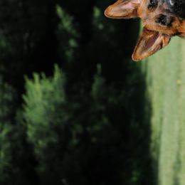 German Shepherds from Alta-Tollhaus North