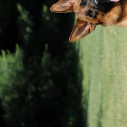 German Shepherds from Alta-Tollhaus North