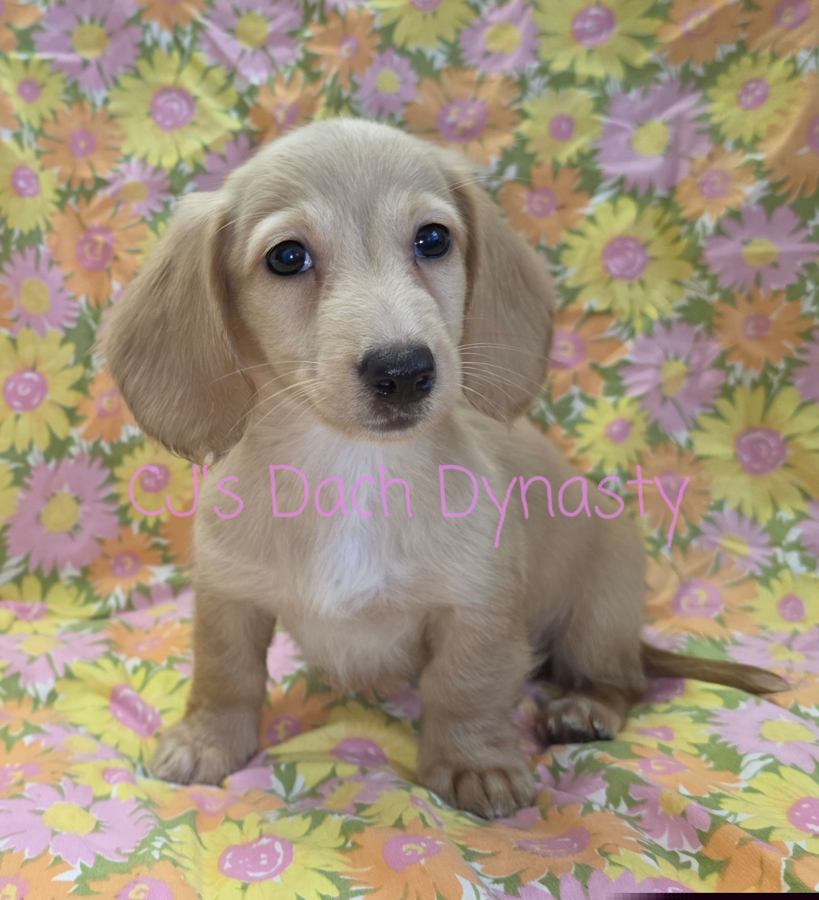 Sarah 2800 - Cream female Dachshund puppy in Gatesville, Texas from CJ's Dach Dynasty