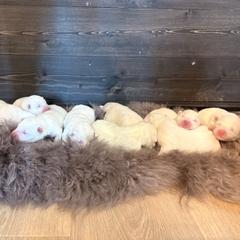 Boy 2 - White Samoyed puppy in Smithfield, Utah from Happy Samoyedland